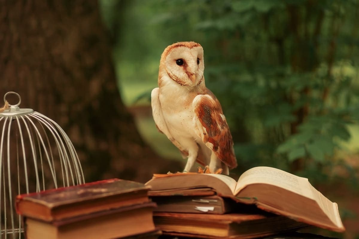 ਕੁਦਰਤ ਵਿੱਚ ਪੰਛੀ