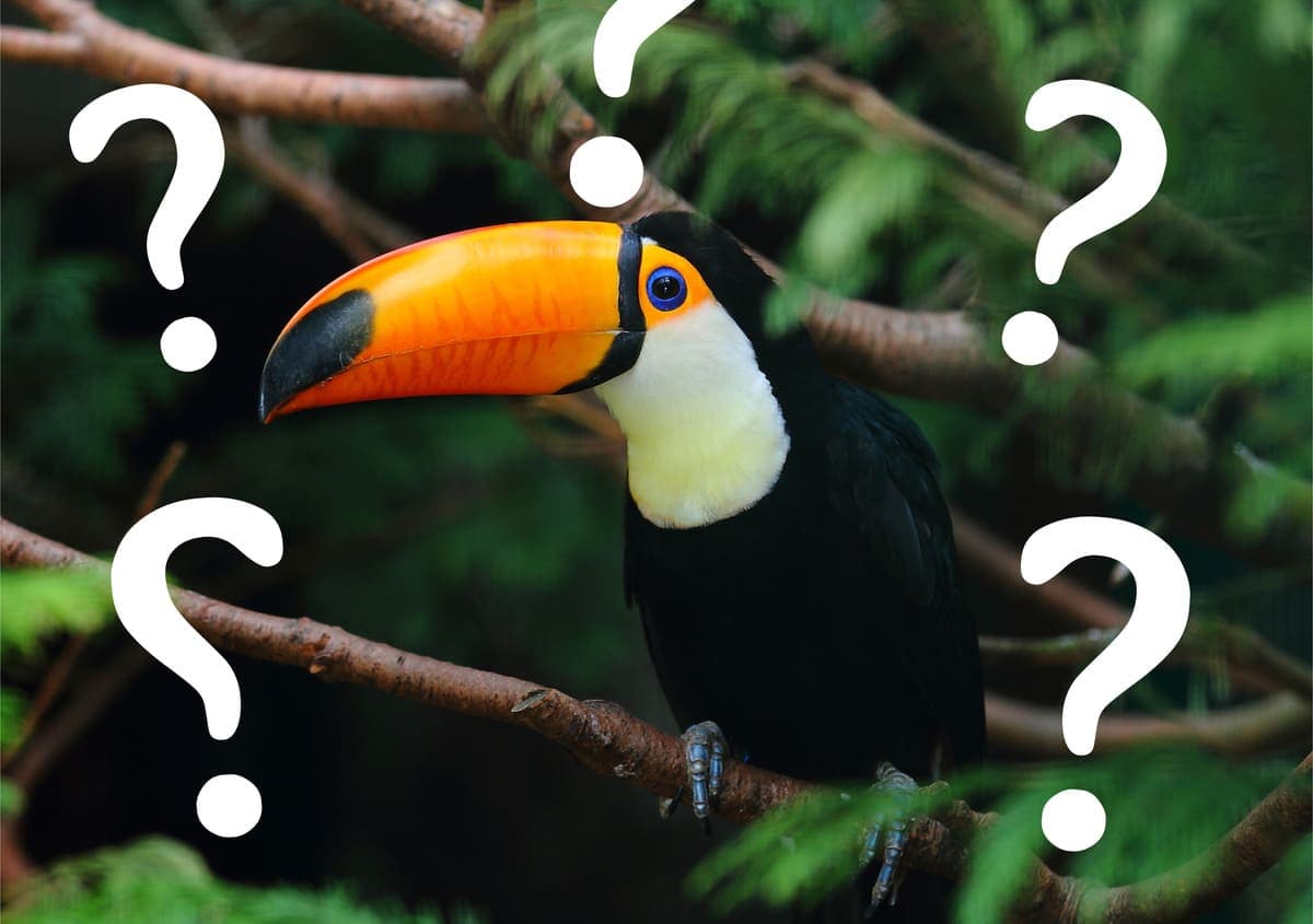 Eine Gruppe von Vögeln in Form eines Fragezeichens