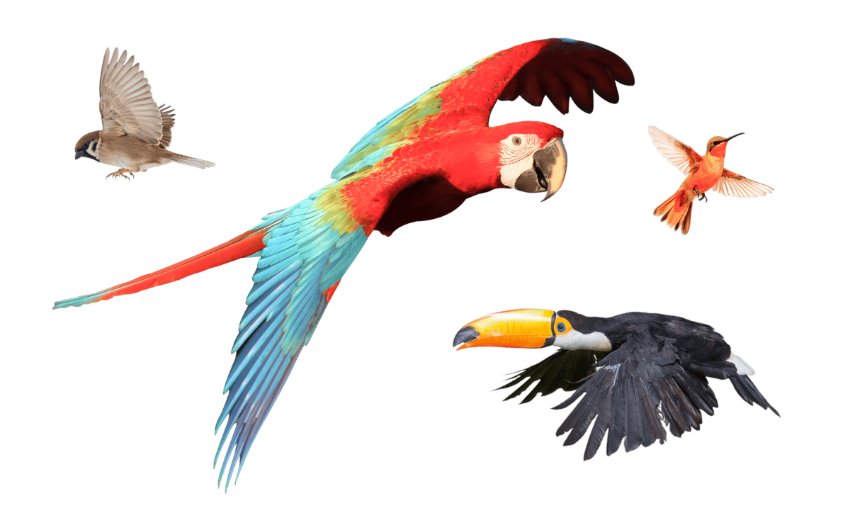 Birdium மொபைல் செயலியின் முன்னோட்டம்