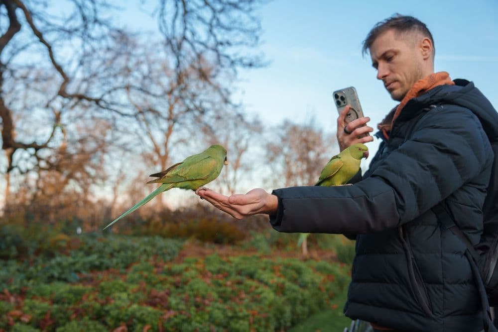ਲੰਡਨ ਦੇ ਬਾਗ ਵਿੱਚ ਇੱਕ ਆਦਮੀ ਉਤਸ਼ਾਹ ਨਾਲ ਤੋਤਿਆਂ ਦੀ ਤਸਵੀਰ ਖਿੱਚ ਕੇ ਉਨ੍ਹਾਂ ਦੀ ਕਿਸਮ ਪਛਾਣਦਾ ਹੋਇਆ